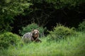 Brown bear walking on grass in forest in summertime