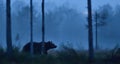 Brown bear walking at nigh in the misty bog Royalty Free Stock Photo