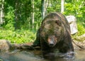 A brown bear is walking into the pond