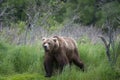 Brown Bear walking on river bank