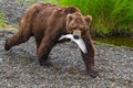 Brown Bear Walking With Salmon in Mouth Royalty Free Stock Photo