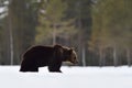 Brown bear walking on snow after hibernation