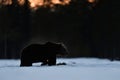 Brown bear walking on snow Royalty Free Stock Photo