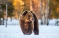 Brown Bear walking on the snow in spring forest at sunset. Front view. Ursus arctos