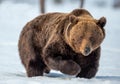 Brown bear walking on the snow in winter forest.