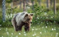 Brown bear walking in the summer forest at sunrise. Scientific name: Ursus arctos. Wild nature. Natural habitat Royalty Free Stock Photo