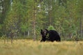 Brown bear walking in the wild taiga landscape forest in the background