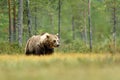 Brown bear walking in wild taiga scenery, forest in the background