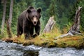 Brown bear walks along the bank of a mountain river in a natural environment