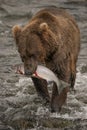 Brown bear walks with salmon in mouth Royalty Free Stock Photo