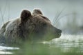 Brown bear in the water early in the morning Royalty Free Stock Photo