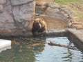 Brown bear in water Royalty Free Stock Photo