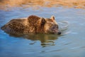 Brown bear in the water Royalty Free Stock Photo