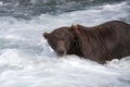 Brown Bear in a waterfall