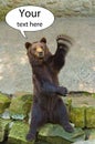 Brown bear waving his paw your text here concept