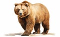 Brown Bear on White Background -Generative Ai Royalty Free Stock Photo