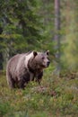 Brown bear with white-collar Royalty Free Stock Photo