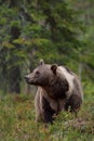 Brown bear with white-collar Royalty Free Stock Photo