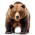 Brown bear on a white isolated background, king of the forest - AI generated image Royalty Free Stock Photo