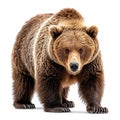 Brown bear on a white isolated background, king of the forest - AI generated image Royalty Free Stock Photo