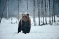 Brown bear Ursus arctos in winter