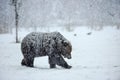 Brown bear Ursus arctos in winter