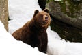 Brown bear in the winter
