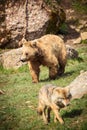Brown Bear and Wolf Royalty Free Stock Photo