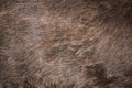 Brown bear (Ursus arctos) fur texture. Royalty Free Stock Photo