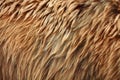 Brown bear (Ursus arctos) fur texture. Wild life animal Royalty Free Stock Photo