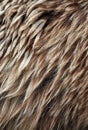 Brown bear (Ursus arctos) fur texture. Wild life animal Royalty Free Stock Photo