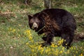 Brown bear and yellow flowers