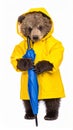 Brown Bear in Yellow Raincoat Holding Blue Umbrella on White Background Royalty Free Stock Photo