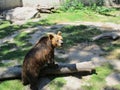 a brown bear in the zoo