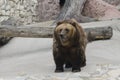 Brown bear in a zoo