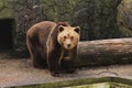 Brown bear in zoo Royalty Free Stock Photo