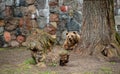 Brown bear at the zoo in Bialystok Poland