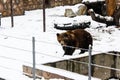 Brown bear at the zoo