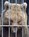 Brown bear at the zoo close up. The sad bear looks away and waits for food