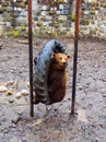 Brown Bear in Zoo Royalty Free Stock Photo