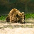 Brown bear, zoo Royalty Free Stock Photo