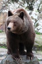 Brown bear Royalty Free Stock Photo