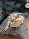 Brown bearded dragon on wooden log looking at you.