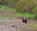 Brown Bears