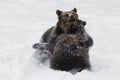 Brown bears Royalty Free Stock Photo