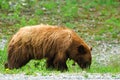 Brown Bears Royalty Free Stock Photo