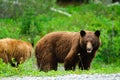 Brown Bears Royalty Free Stock Photo