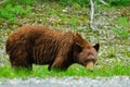 Brown Bears Royalty Free Stock Photo