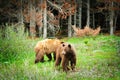 Brown Bears Royalty Free Stock Photo