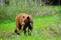 Brown Bears Royalty Free Stock Photo